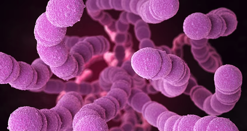 Co to są pneumokoki (Streptococcus pneumoniae)?